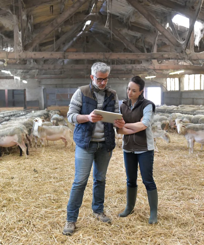 Deux éleveurs avec en arrière plan des agneaux