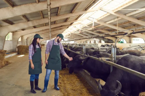 Deux éleveurs avec des bufflons