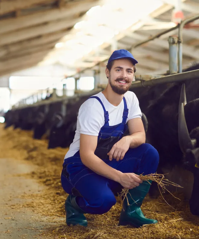 Éleveur qui donne à manger aux vaches