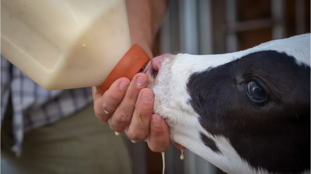 Éleveurs qui donne du lait à un veau