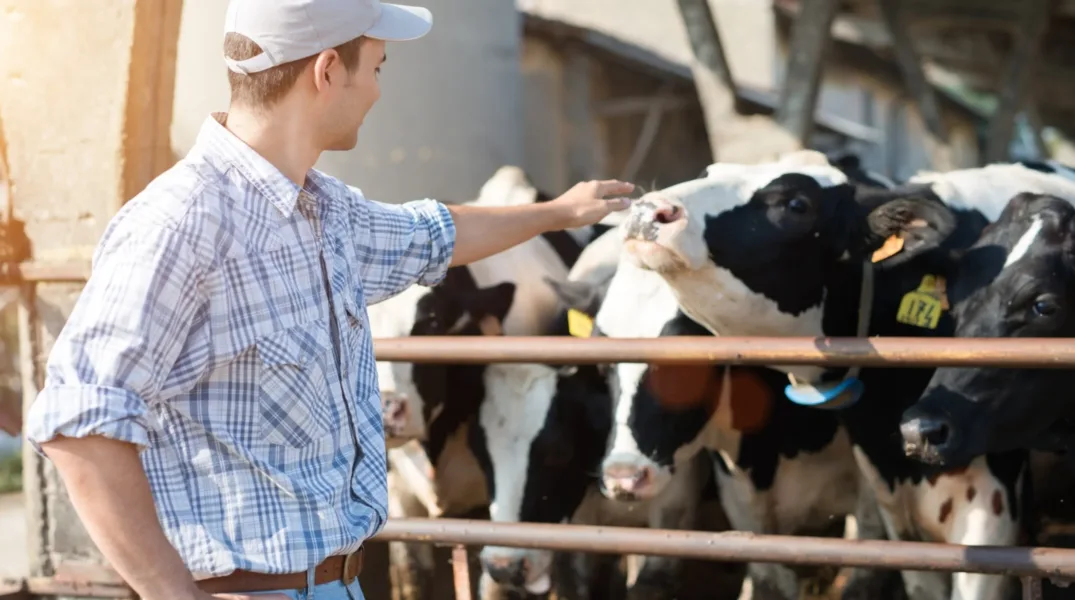 Éleveurs de bovins qui caresse une vache