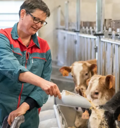 Une éleveuse qui donne de la nourriture à ses bovins