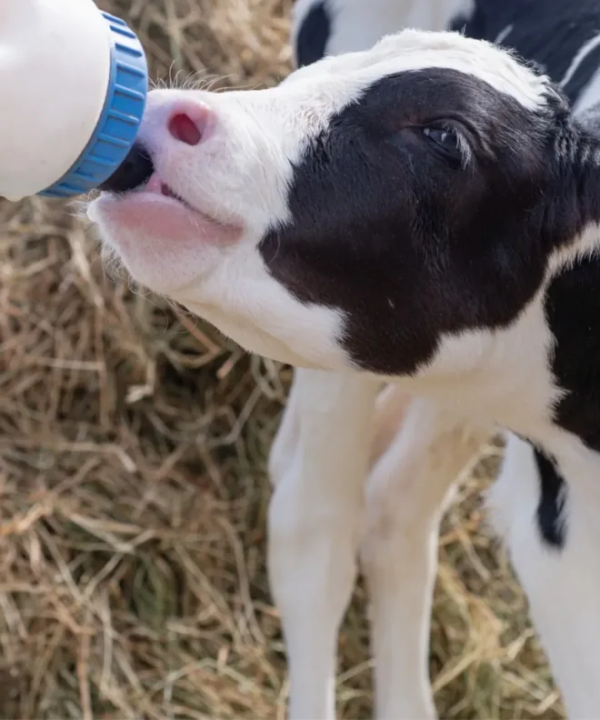 Une vache qui boit du lait