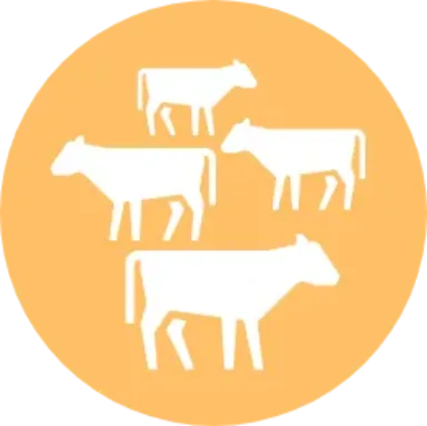 Pictogramme de plusieurs vaches
