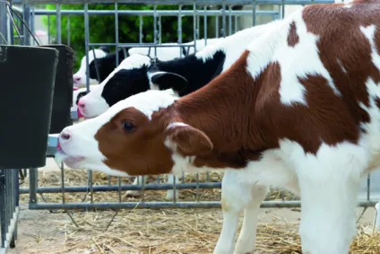 Les intérêts zootechniques de l’aliment d’allaitement