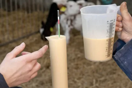 Veaux d’élevage – Qu’est-ce que le colostrum ?