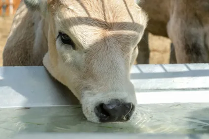 Veaux d’élevage – l’eau, un élément clé