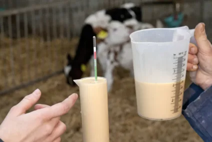 Elevage – Colostrum : les conséquences d’une mauvaise distribution